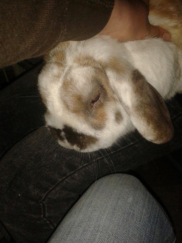 Kanin stampe billede 13