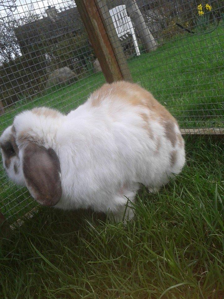 Kanin stampe billede 15