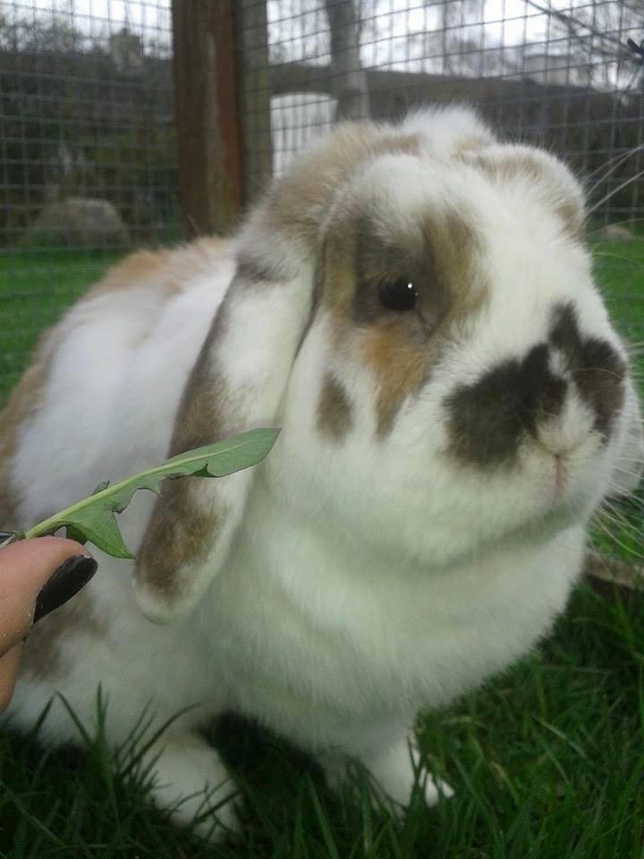 Kanin stampe billede 16