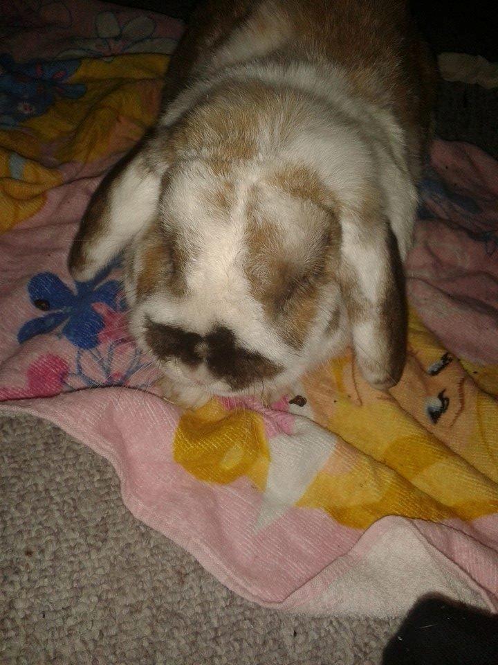 Kanin stampe billede 17