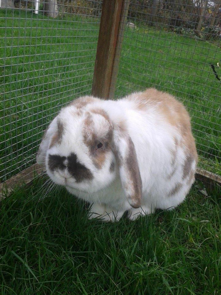 Kanin stampe billede 18