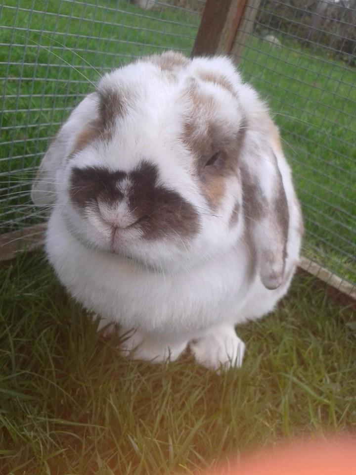 Kanin stampe billede 19