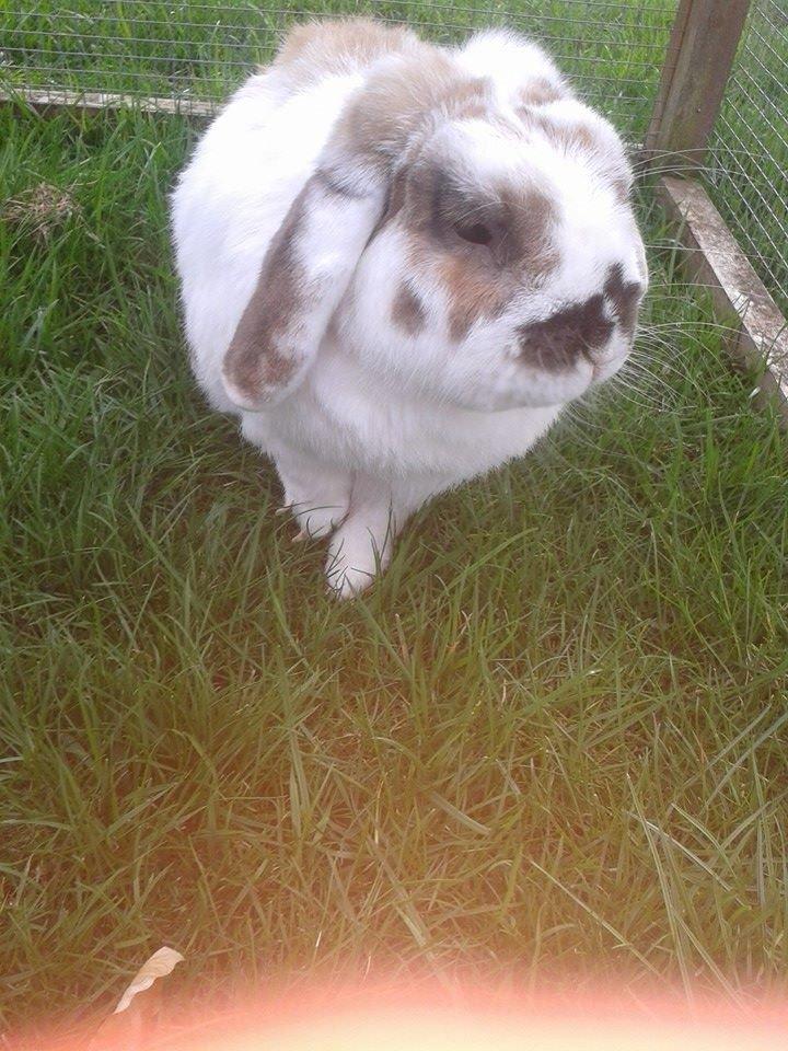 Kanin stampe billede 20