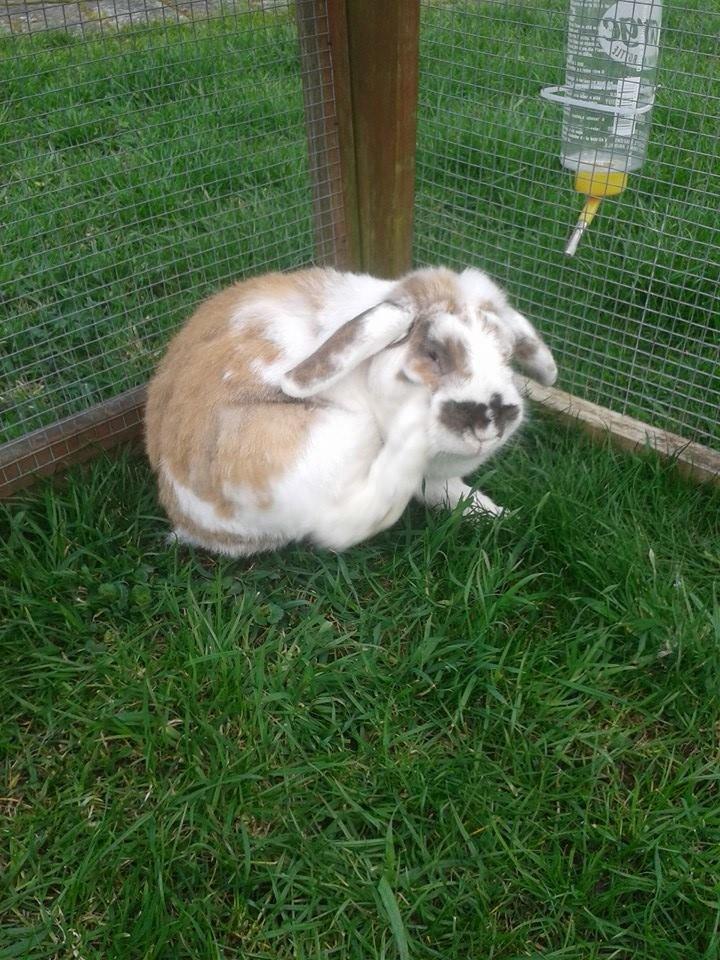 Kanin stampe billede 21