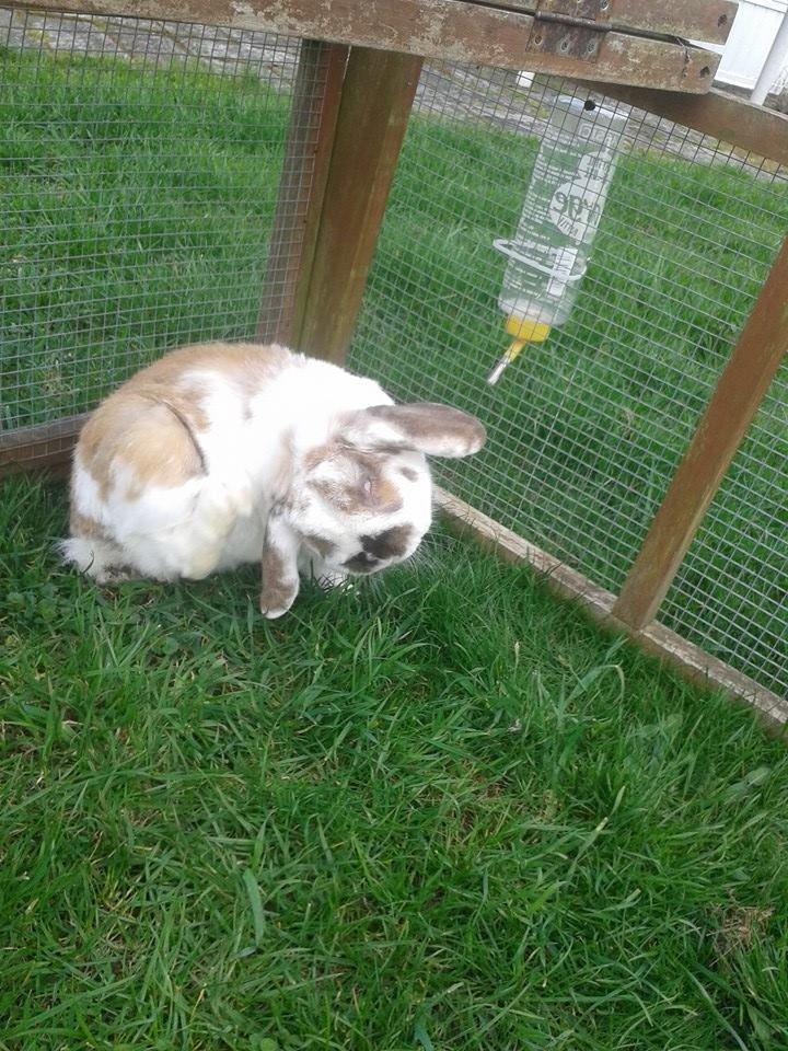 Kanin stampe billede 1