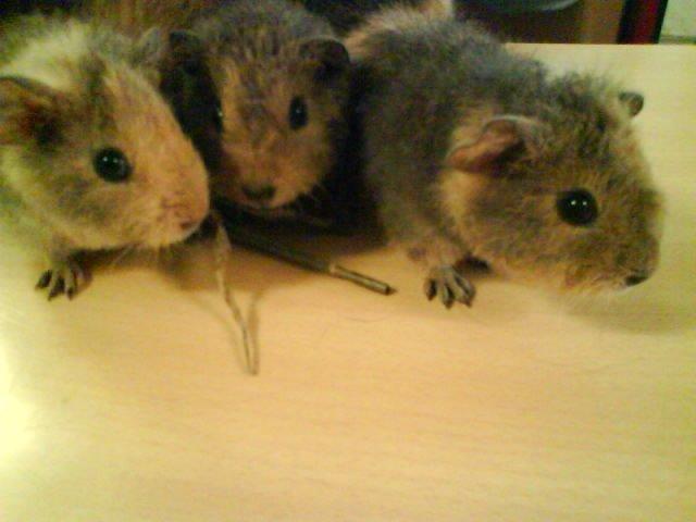 Marsvin Bombom - Bombom og hans søstre! billede 7