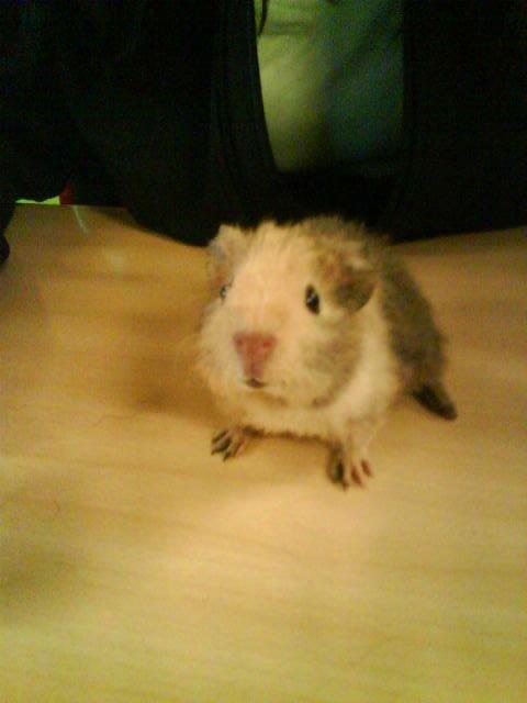 Marsvin Bombom - Bombom som lille! billede 6