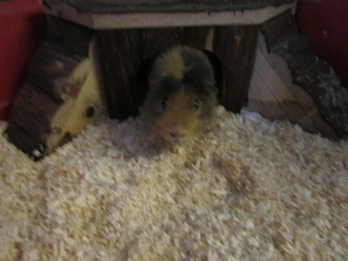 Marsvin Bombom billede 4