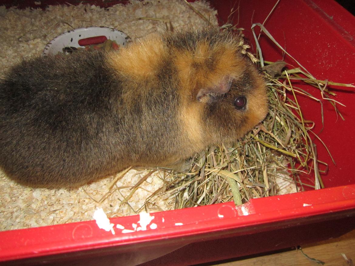 Marsvin Bombom billede 3