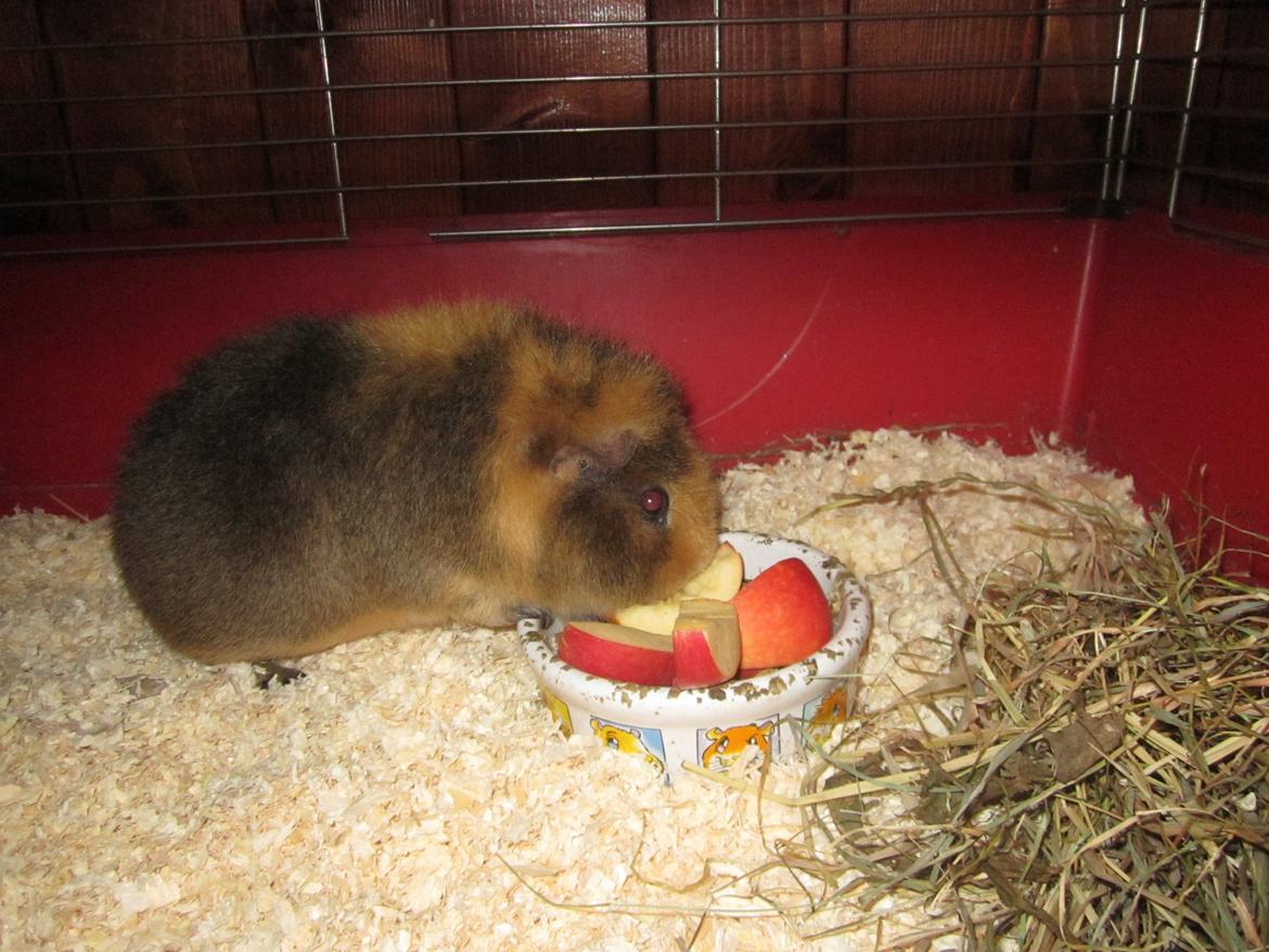 Marsvin Bombom billede 2