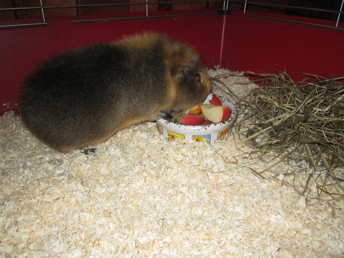 Marsvin Bombom billede 5