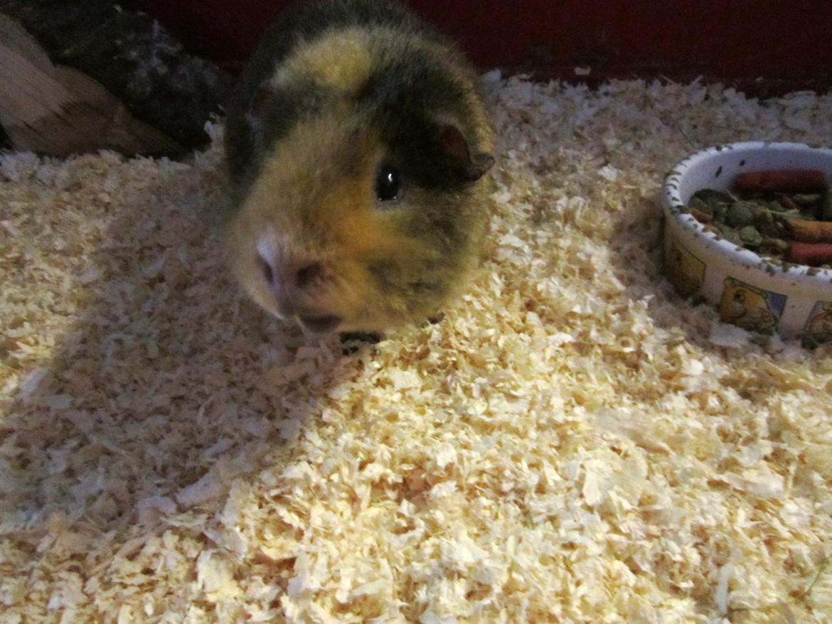 Marsvin Bombom billede 1