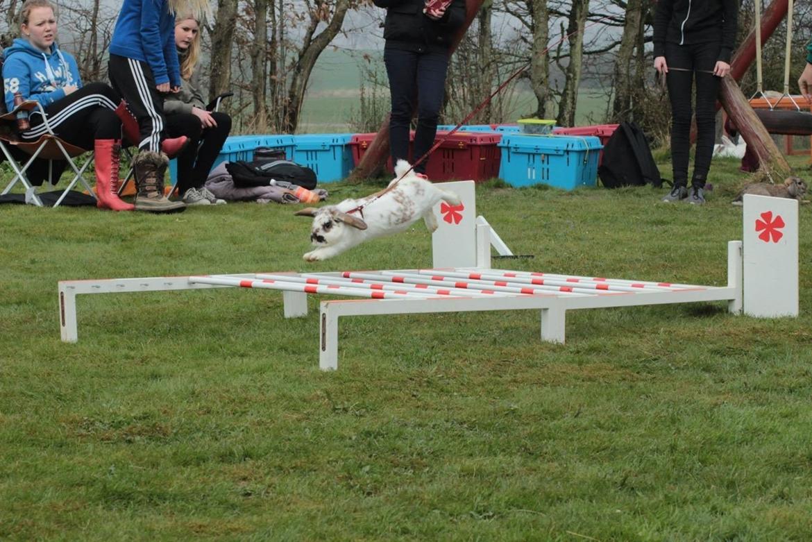 Kanin Winds Jar Jar Binks billede 12