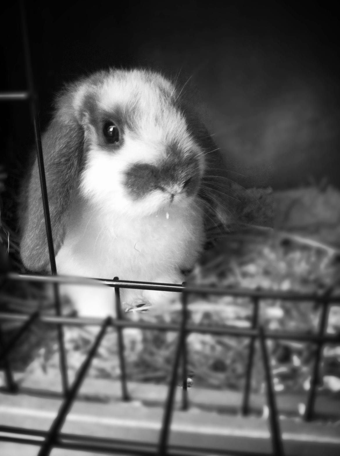 Kanin Wild Blueberry billede 7