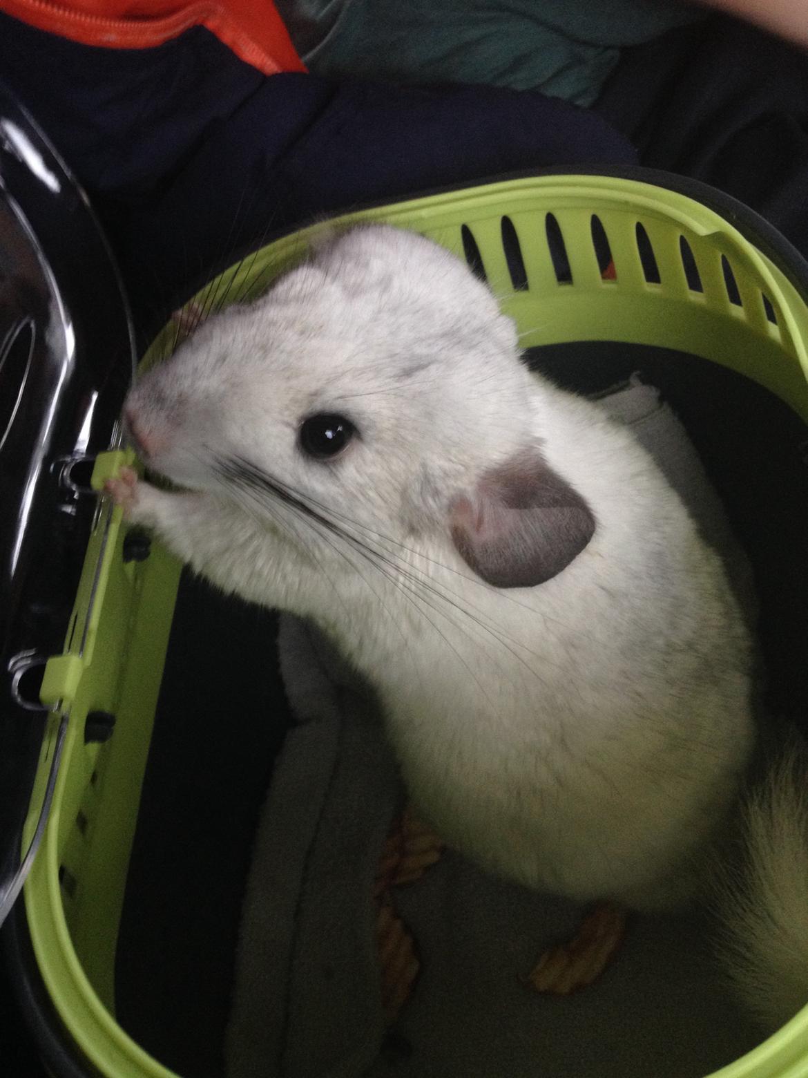 Chinchilla Fluffy billede 5