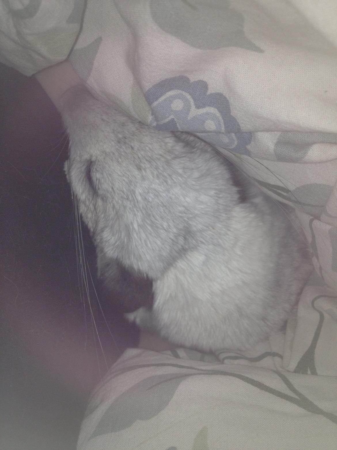 Chinchilla Fluffy billede 7