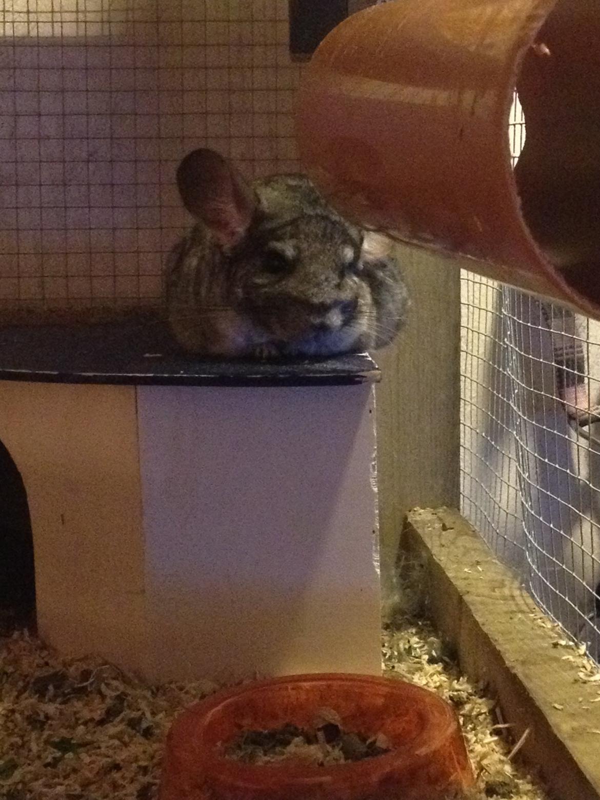 Chinchilla Salli billede 1