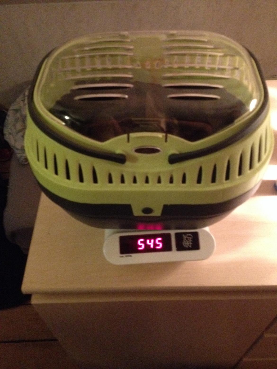 Chinchilla Salli billede 3