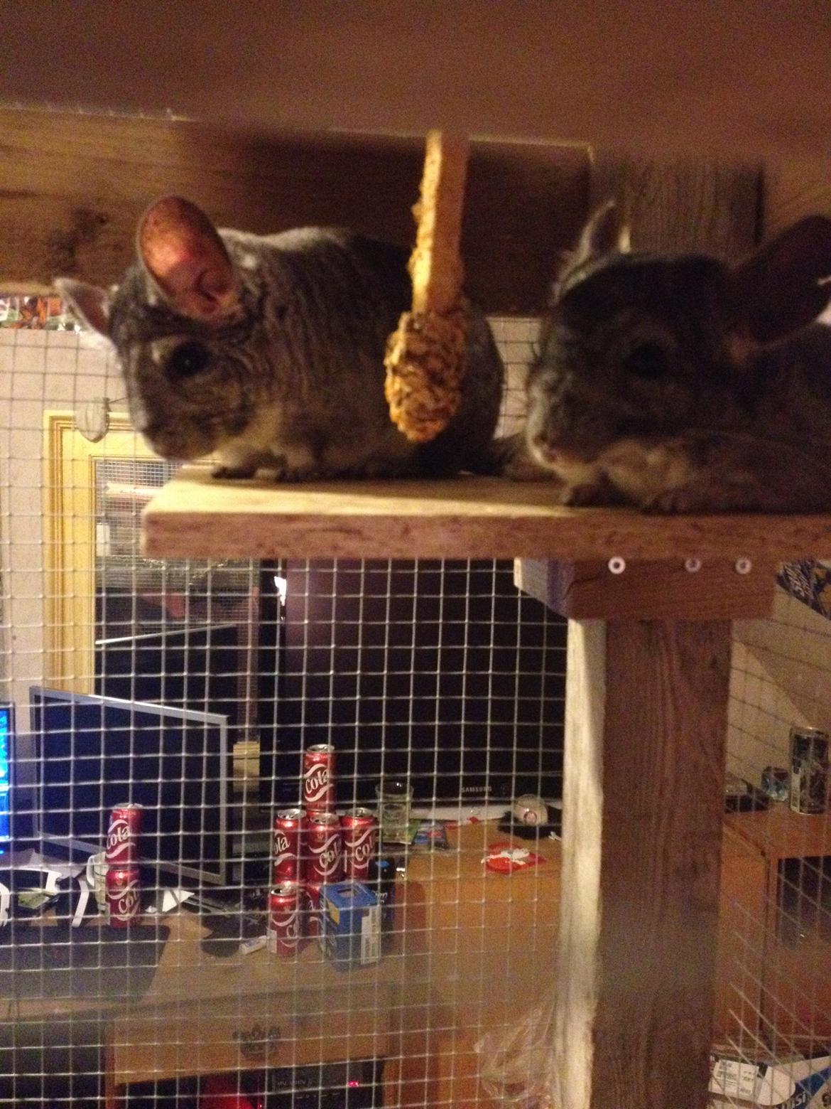 Chinchilla Salli billede 5