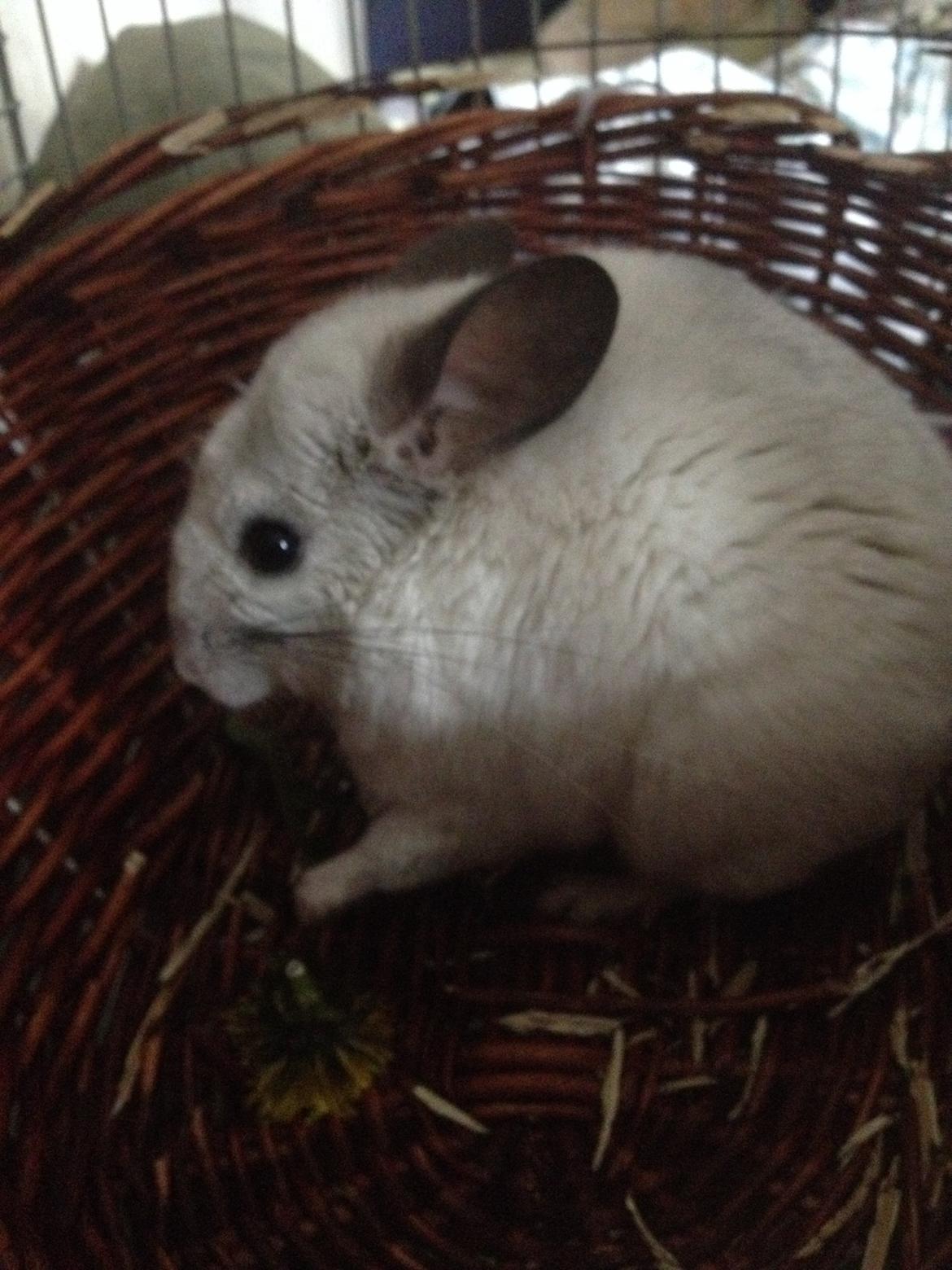 Chinchilla Fluffy billede 9