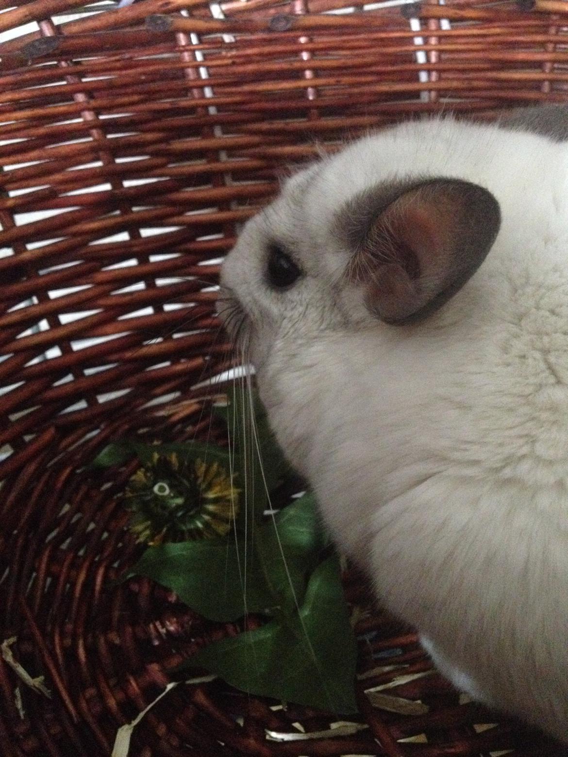 Chinchilla Fluffy billede 10