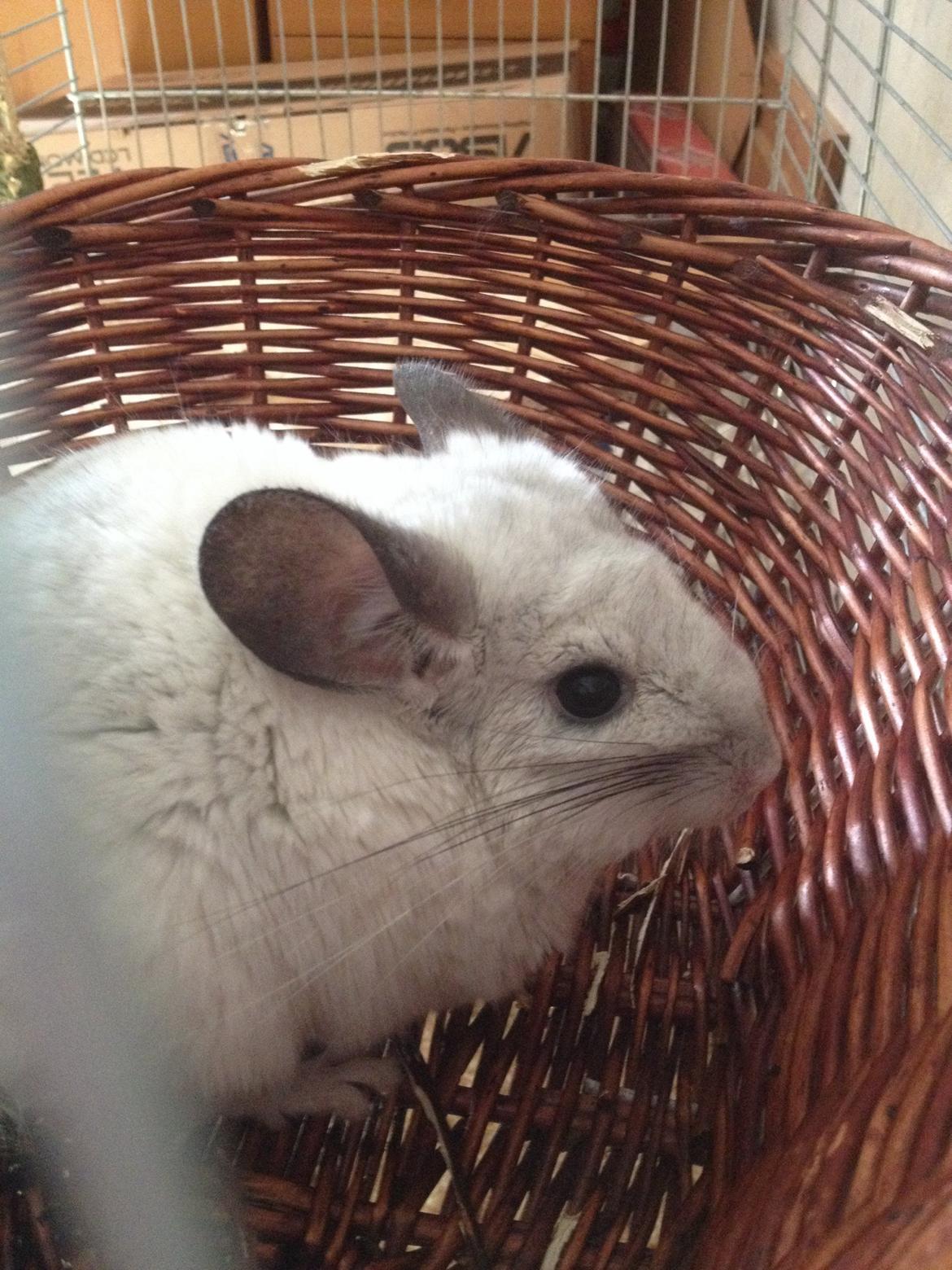 Chinchilla Fluffy billede 11