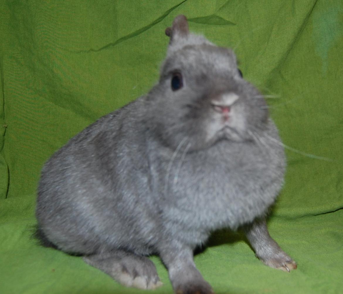 Kanin Blue billede 3