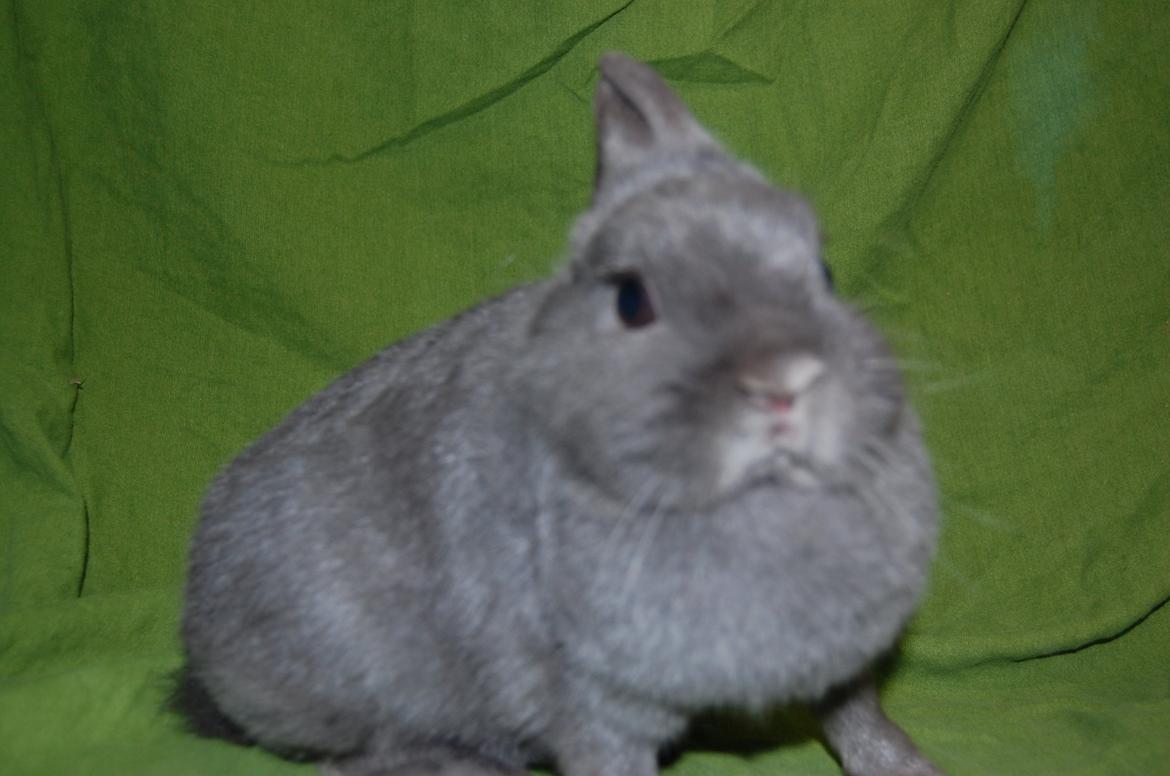 Kanin Blue billede 4