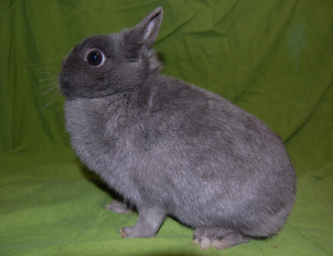 Kanin Blue billede 5