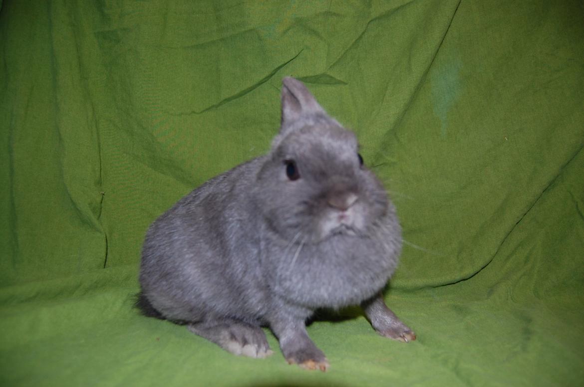 Kanin Blue billede 2