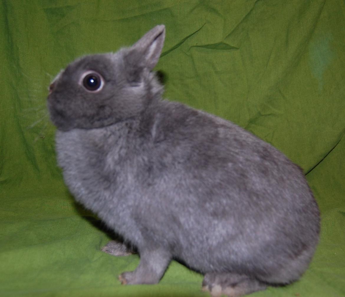 Kanin Blue billede 1