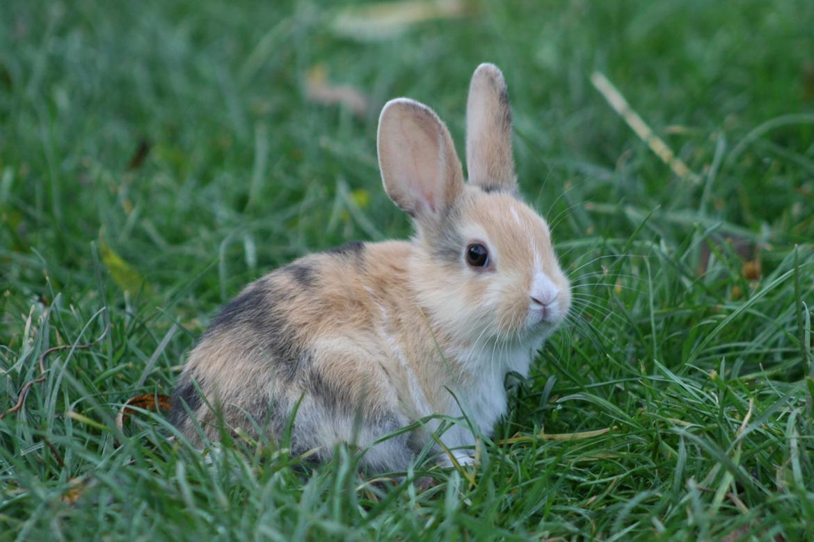 Kanin Players Nivalis af Flora billede 2