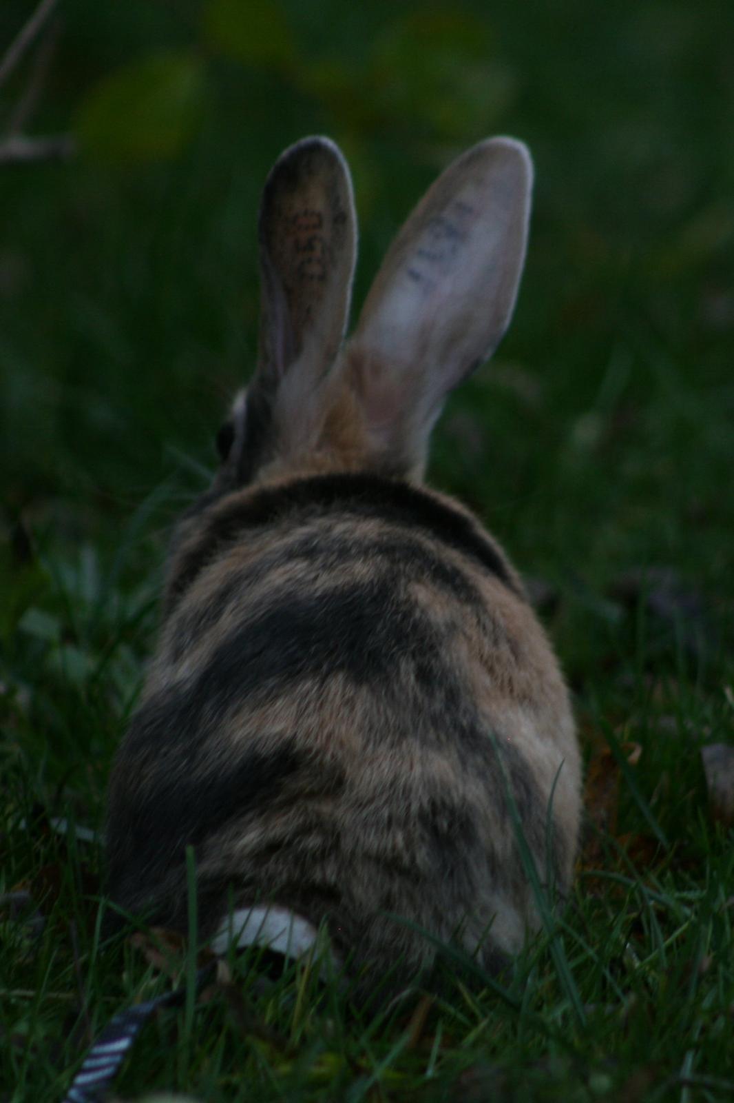 Kanin Players Nivalis af Flora billede 6