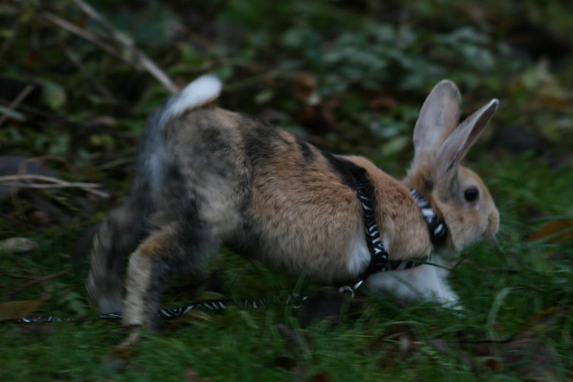 Kanin Players Nivalis af Flora billede 8