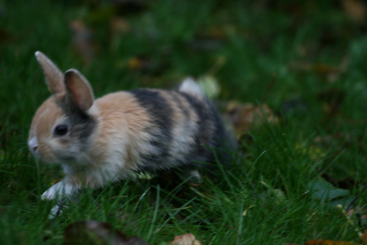 Kanin Players Nivalis af Flora billede 11