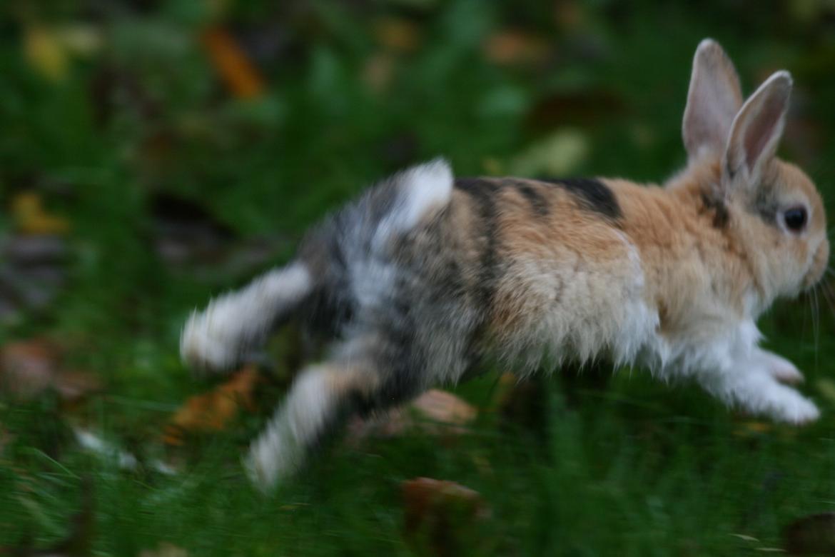 Kanin Players Nivalis af Flora billede 12