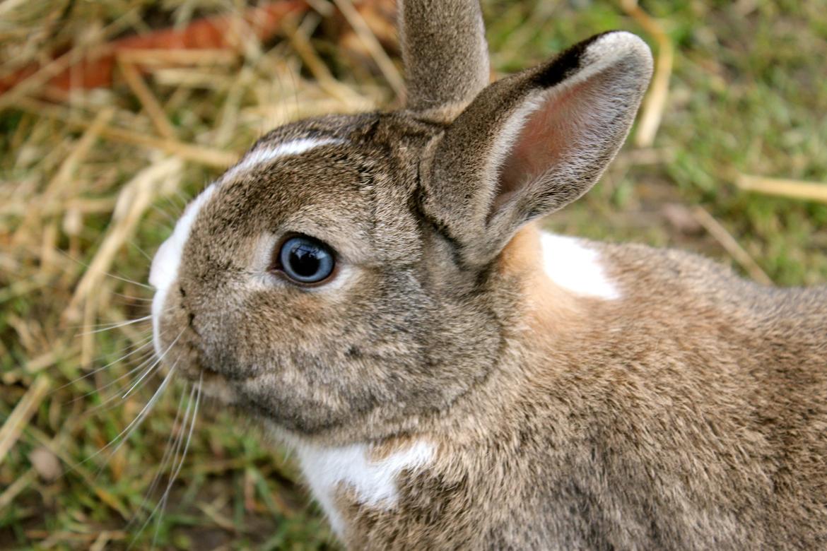 Kanin joey billede 8