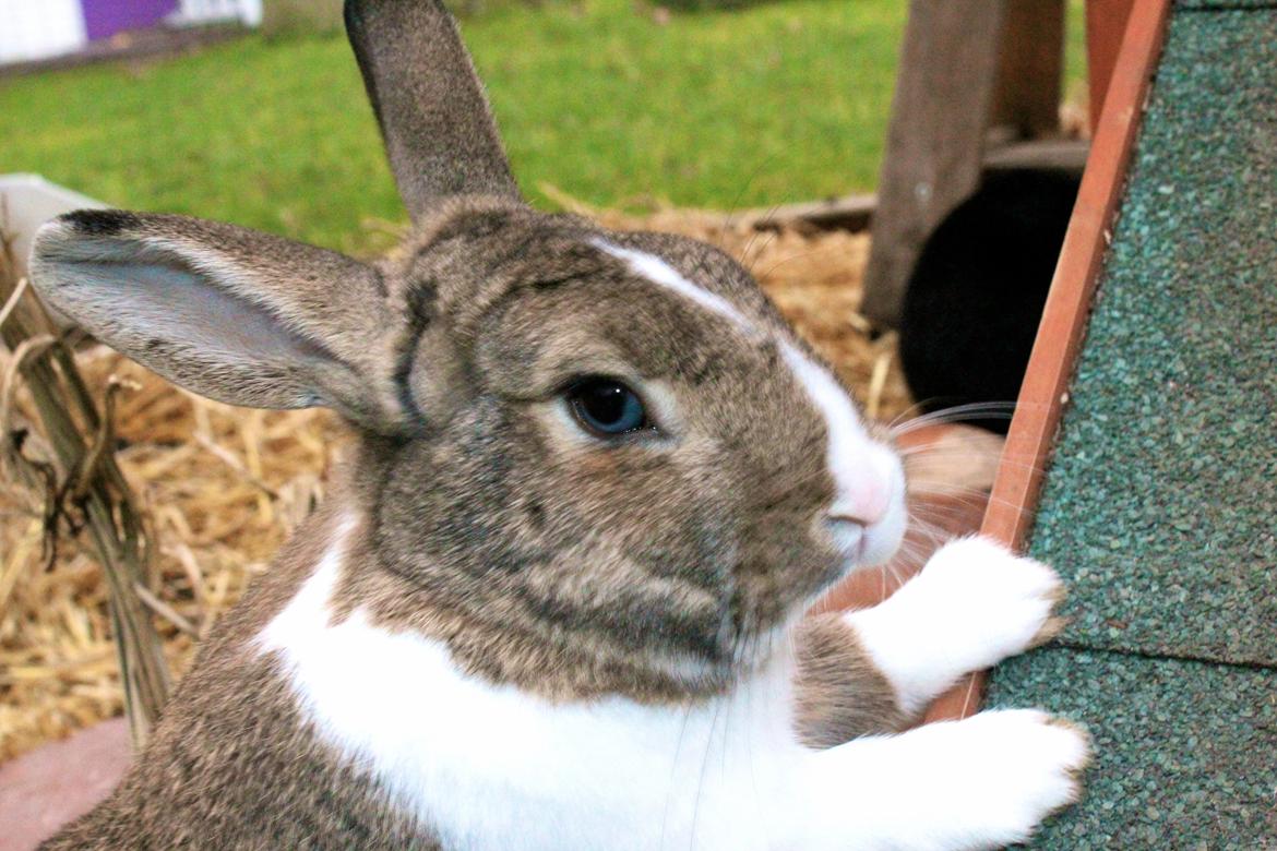 Kanin joey billede 9