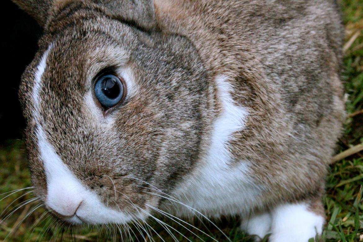 Kanin joey billede 10