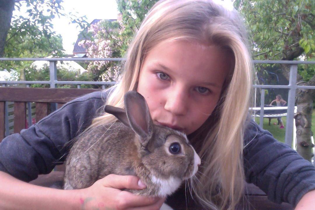 Kanin joey billede 11