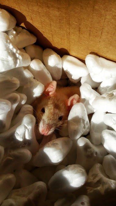 Tamrotte Iris billede 1