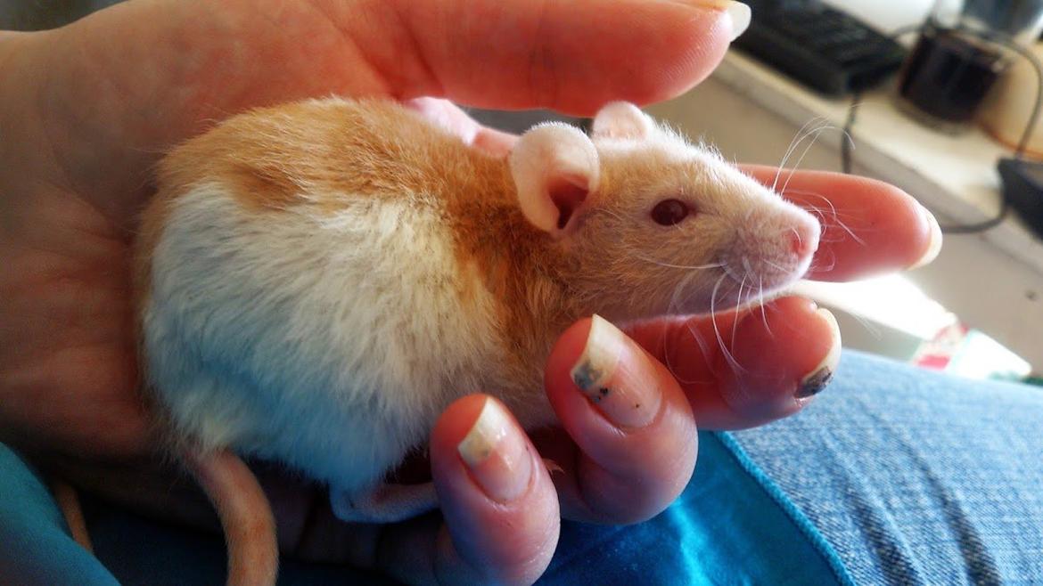 Tamrotte Iris billede 3