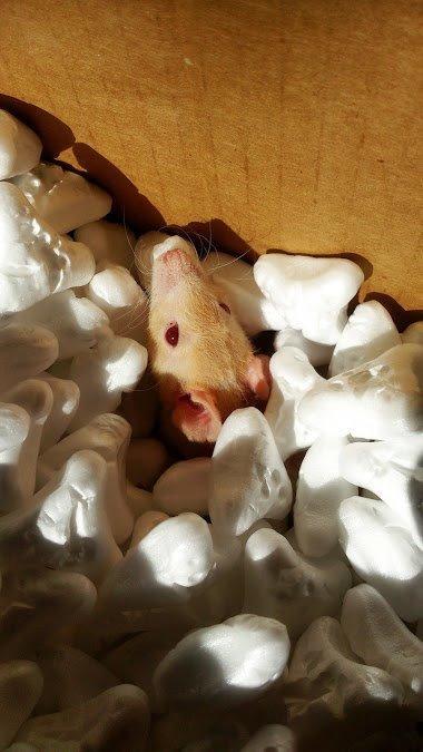 Tamrotte Iris billede 4