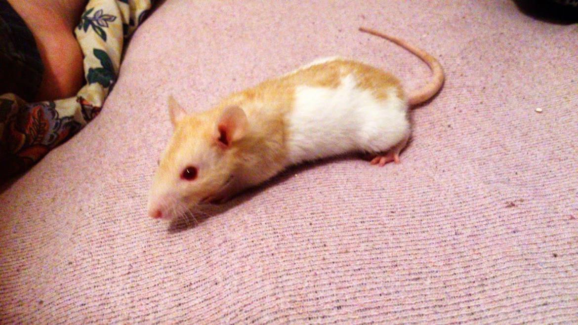 Tamrotte Iris billede 5