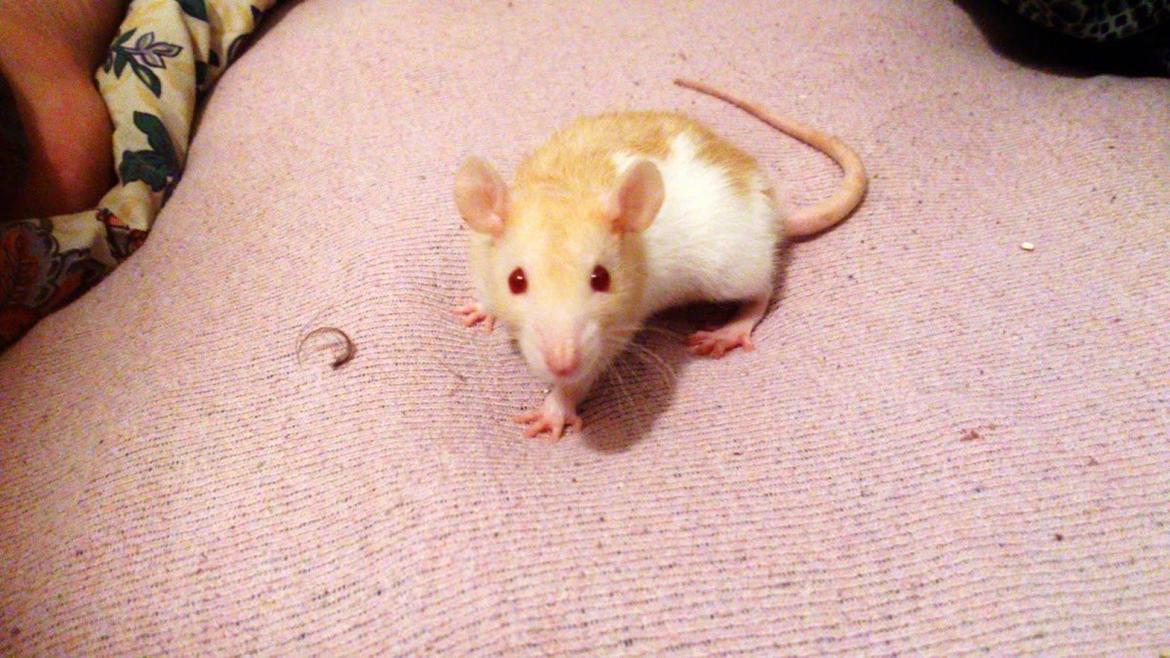 Tamrotte Iris billede 6