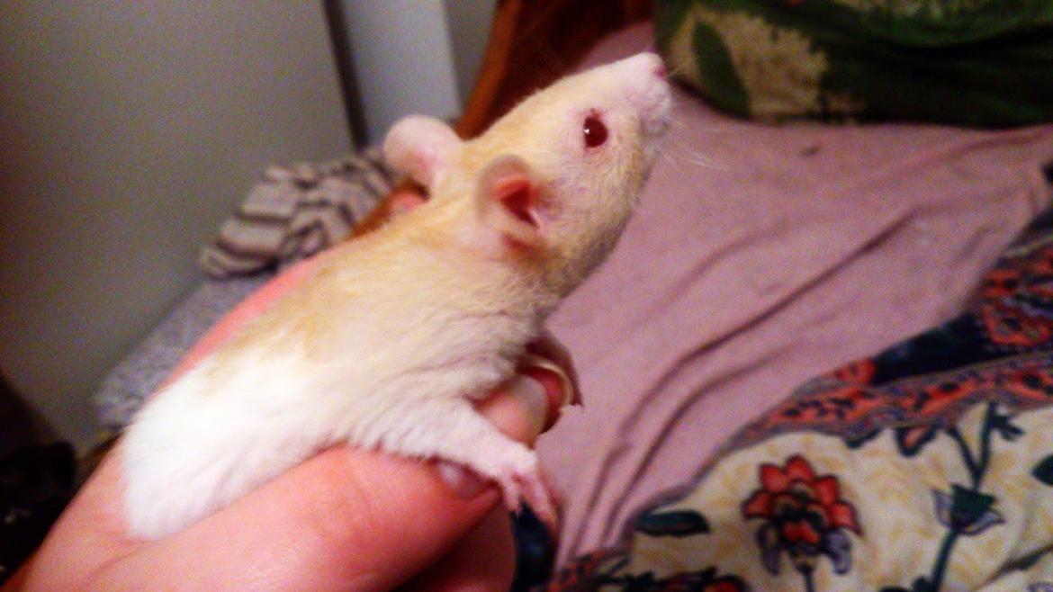 Tamrotte Iris billede 7