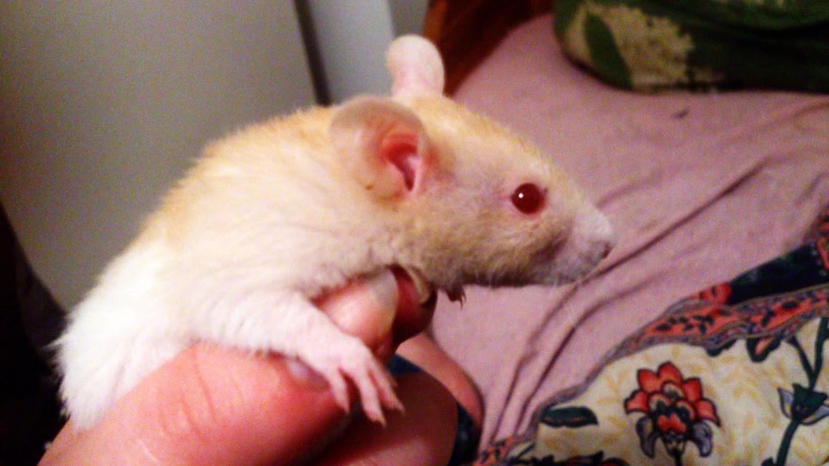 Tamrotte Iris billede 8