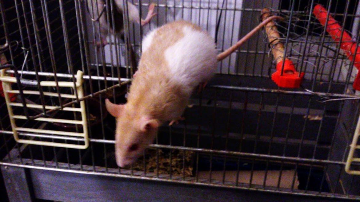 Tamrotte Iris billede 9