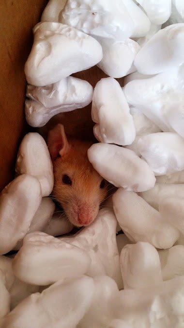 Tamrotte Iris billede 10