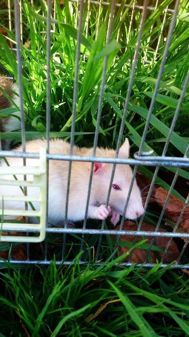 Tamrotte Iris billede 11